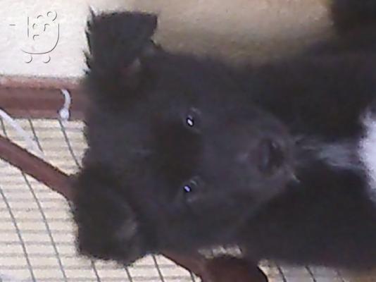 PoulaTo: Χαρίζεται κουταβάκι